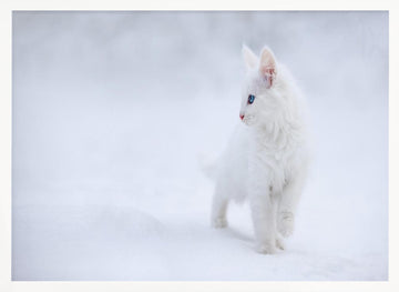 White Kitten in Snow | Poster - White Frame Interior