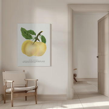 Yellow Transparent Apple Lithograph | Canvas - Room Interior 1
