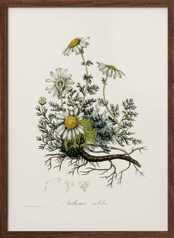 Chamomile (anthemis Nobilis) Medical Botany | Poster - Walnut Frame Interior