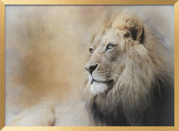 Majestic Lion Gaze | Poster - Gold Frame Interior