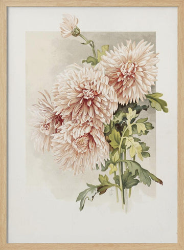 Chrysanthemums | Poster - Wood Frame Interior