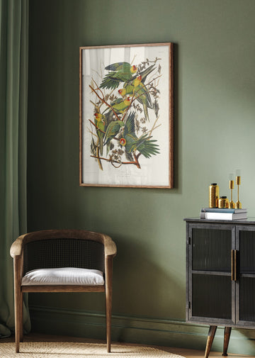Carolina Parrot From Birds of America (1827) | Poster - Room Interior 2