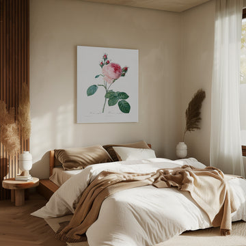 Rosier a Cent Feuilles, From Les Roses | Canvas - Room Interior 2
