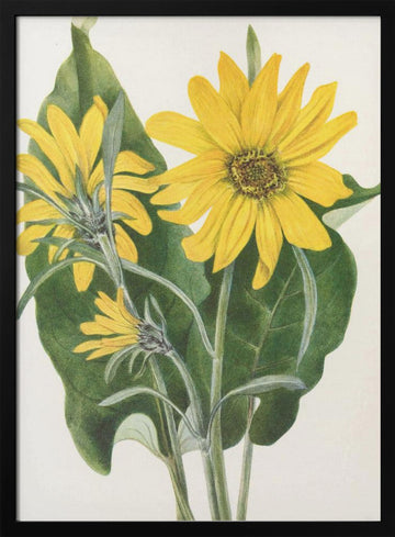 Balsamroot From North American Wildflowers (1925) By Mary Vaux Walcott | Poster - Black Metal Frame Interior