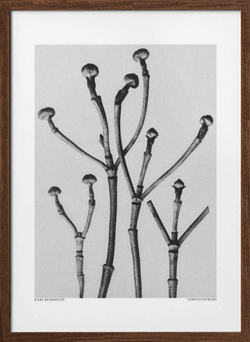 Cornus Florida | Poster - Walnut Frame Interior