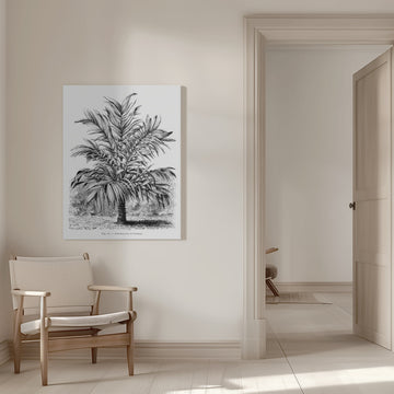 Vintage Palm Tree Drawing Ix | Canvas - Room Interior 1