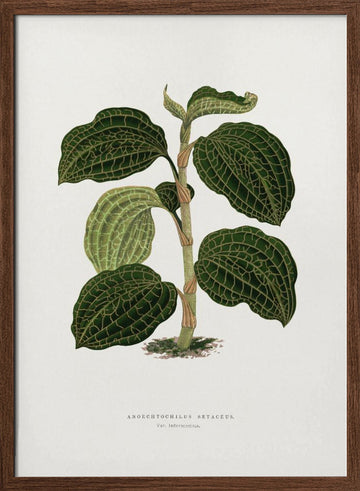 Green Anoechtochilus Setaceus Leaf Illustration | Poster - Walnut Frame Interior