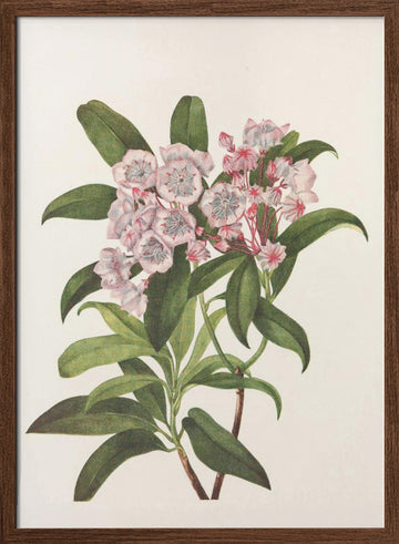 Mountain Laurel From North American Wildflowers (1925) By Mary Vaux Walcott | Poster - Walnut Frame Interior