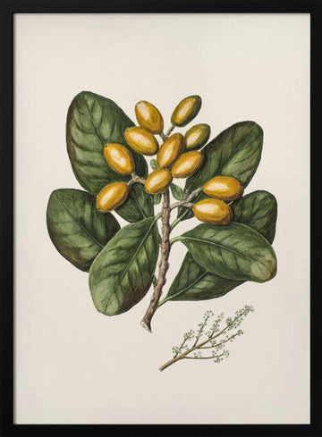 Karaka Drawn By Sarah Featon (1848–1927) | Poster - Black Metal Frame Interior