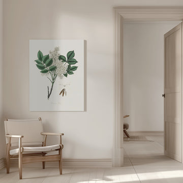 Manna Ash (fraxinus Ornus) Medical Botany | Canvas - Room Interior 1