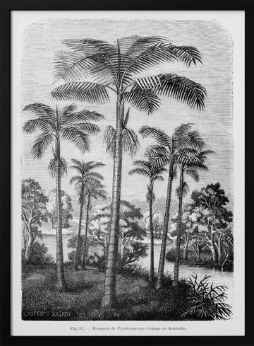 Vintage Palm Tree Drawing Ii | Poster - Black Metal Frame Interior