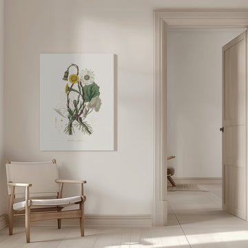 Coltsfoot (tussilago Farfara)  Medical Botany | Canvas - Room Interior 1