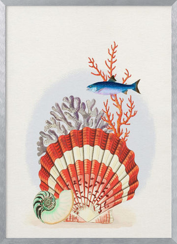 Scallop Shell Coral Fish | Poster - Silver Frame Interior