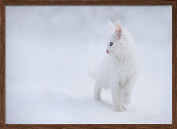 White Kitten in Snow | Poster - Walnut Frame Interior