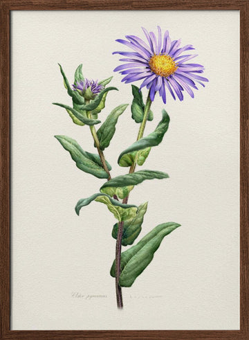 Purple Aster Botanical Study | Poster - Walnut Frame Interior