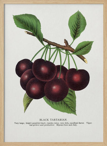 Black Tartarian Cherry Lithograph | Poster - Wood Frame Interior