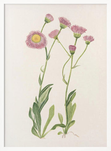 Meadow Fleabane From North American Wildflowers (1925) By Mary Vaux Walcott | Poster - White Frame Interior