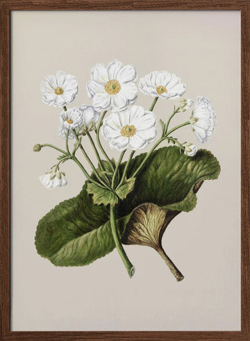 The Mountain Lily Drawn By Sarah Featon (1848–1927) | Poster - Walnut Frame Interior