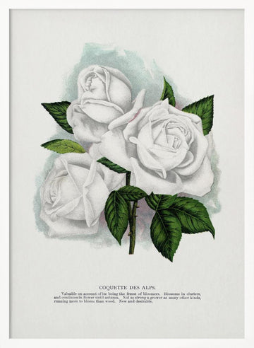 White Rose, Coquette Des Alps Lithograph | Poster - White Frame Interior