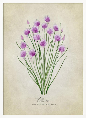 Fresh Chives Bloom | Poster - White Frame Interior