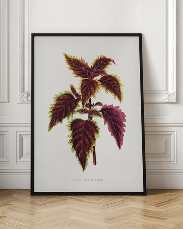 Pink Coleus Leaf Illustration | Poster - Room Interior 1