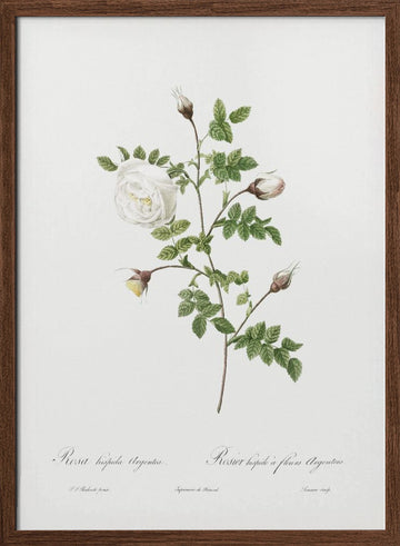 Silver Flowered Hispid Rose, Les Roses (1817–1824) | Poster - Walnut Frame Interior