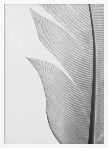 Delicate White Feather | Poster - White Frame Interior