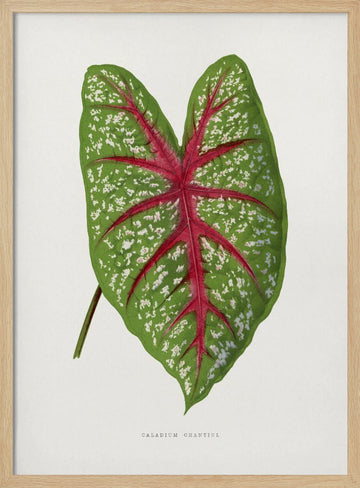 Green Caladium Chantini Leaf Illustration | Poster - Wood Frame Interior