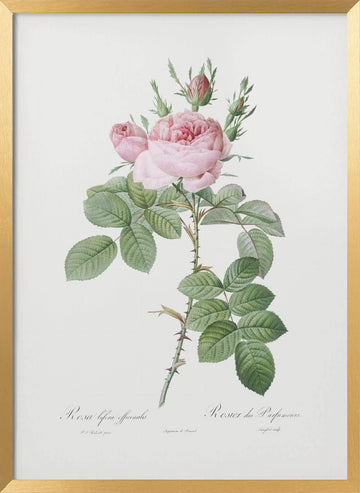 Rosa Bifera Officinalis,les Roses (1817–1824) | Poster - Gold Frame Interior