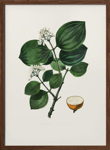 Poison Nu (strychnos Nux Vomica) Medical Botany | Poster - Walnut Frame Interior
