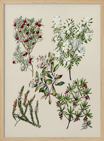 Antique Flowers Drawn By Sarah Featon (1848–1927) | Poster - Wood Frame Interior