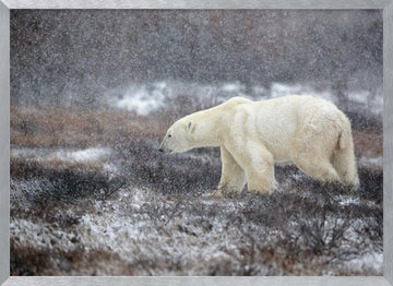 Snowfall Polar Bear | Poster - Silver Frame Interior