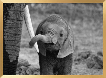 Curious Baby Elephant | Poster - Gold Frame Interior