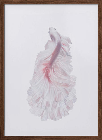 Pink Betta Elegance | Poster - Walnut Frame Interior