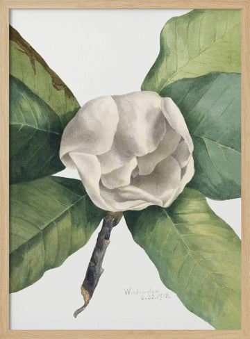 Southern Magnolia (1918) | Poster - Wood Frame Interior