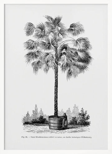 Vintage Palm Tree Drawing X | Poster - White Frame Interior