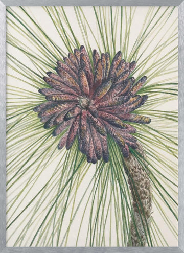 Longleaf Pine From North American Wildflowers (1925) By Mary Vaux Walcott. | Poster - Silver Frame Interior