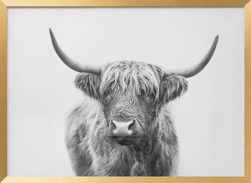 Highland Bull | Poster - Gold Frame Interior