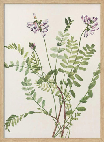 Alpine Milkvetch From North American Wildflowers (1925) By Mary Vaux Walcott | Poster - Wood Frame Interior
