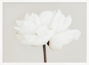 White Peony Bloom | Poster - White Frame Interior