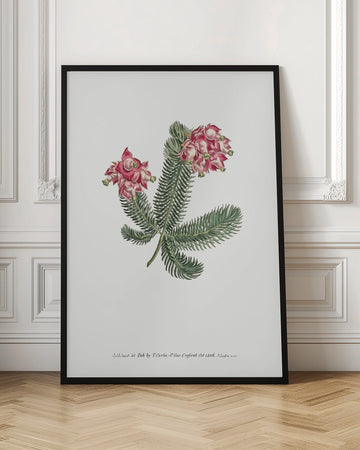 Erica Glauca   Flower Garden Displayed By Francis Sansom | Poster - Room Interior 1