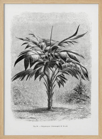 Vintage Palm Tree Drawing Viii | Poster - Wood Frame Interior