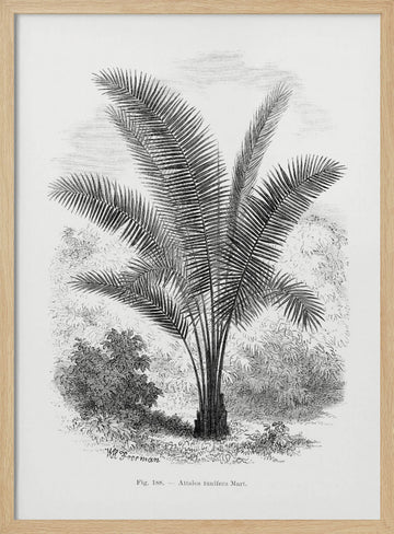 Vintage Palm Tree Drawing Vii | Poster - Wood Frame Interior