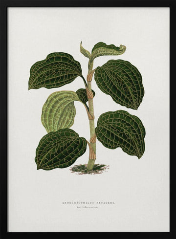 Green Anoechtochilus Setaceus Leaf Illustration | Poster - Black Metal Frame Interior