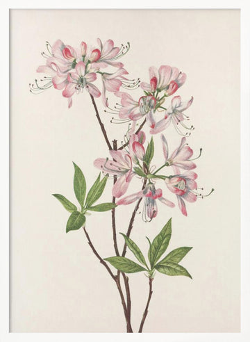 Pinkshell Azalea From North American Wildflowers (1925) By Mary Vaux Walcott | Poster - White Frame Interior