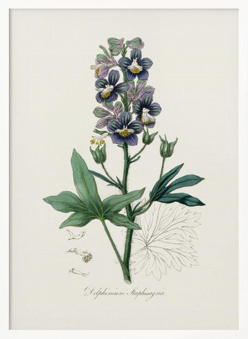 Delphinum Staphisagria Medical Botany | Poster - White Frame Interior