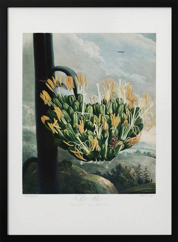 The Aloe from The Temple of Flora (1807) | Poster - Black Metal Frame Interior