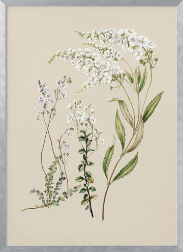 Veronica Drawn By Sarah Featon (1848–1927) | Poster - Silver Frame Interior