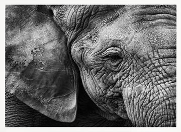 Textured Elephant Portrait | Poster - White Frame Interior