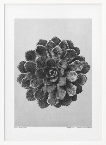 Margined Pyramidal Saxifrage | Poster - White Frame Interior